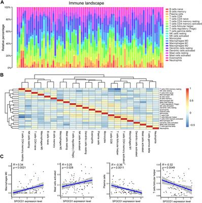 Prognostic Value of SPOCD1 in Esophageal Squamous Cell Carcinoma: A Comprehensive Study Based on Bioinformatics and Validation